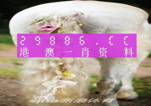 今晚一肖一码澳门一肖四不像,今晚一肖一码澳门一肖四不像，探索神秘预测背后的故事